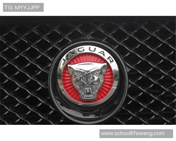 山狮与美洲豹的力量较量谁才是丛林之王的真正代表 山狮与美洲豹的力量较量谁才是丛林之王的真正代表